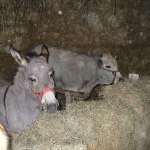 nov-dic 2008 100